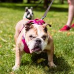 Engelsk Bulldog: En lille og kærlig race til dit hjem