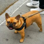 Alt om Fransk Bulldog – En aktiv lille Hund