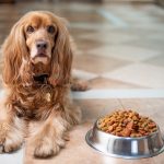 Billigt Hundefoder – Hvad og hvor skal du købe det?